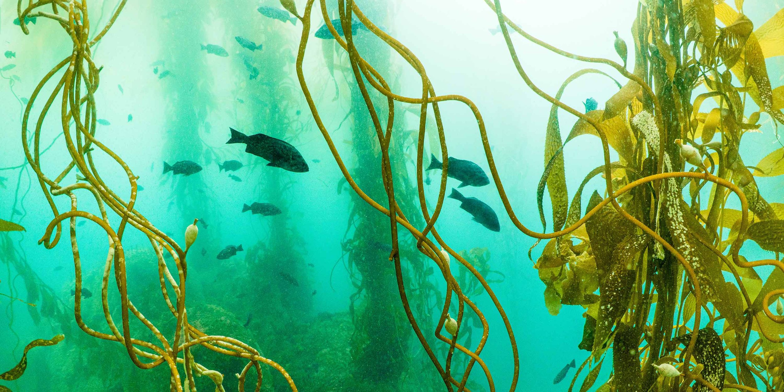 Underwater Photography