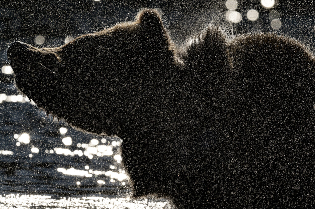 A grizzly bear shakes off water in the Chilkotin River in British Columbia