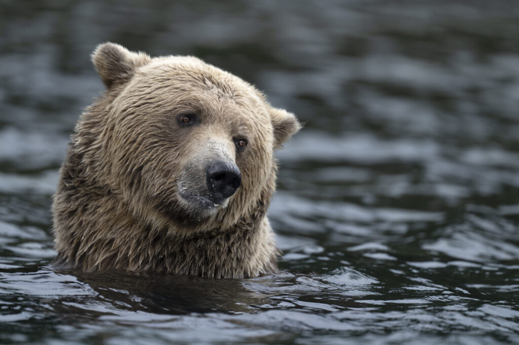 A grizzly swims in the Chilkotin River in British Columbia