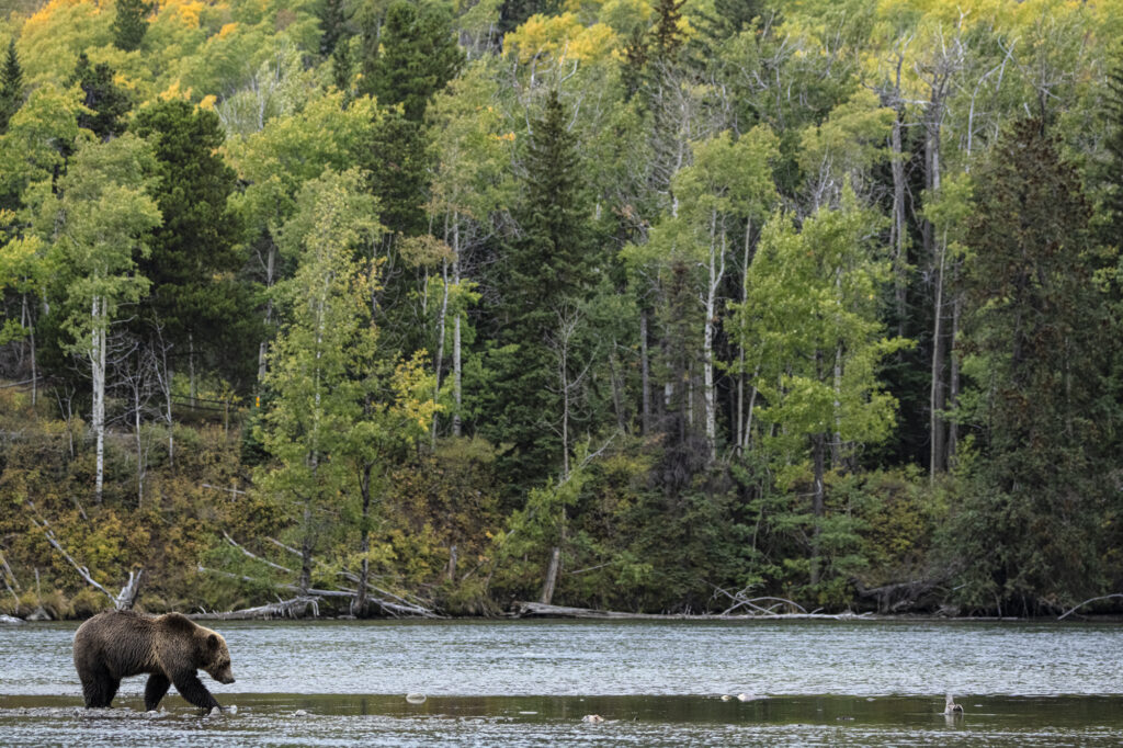 A grizzly in the Chilkotin River in British Columbia