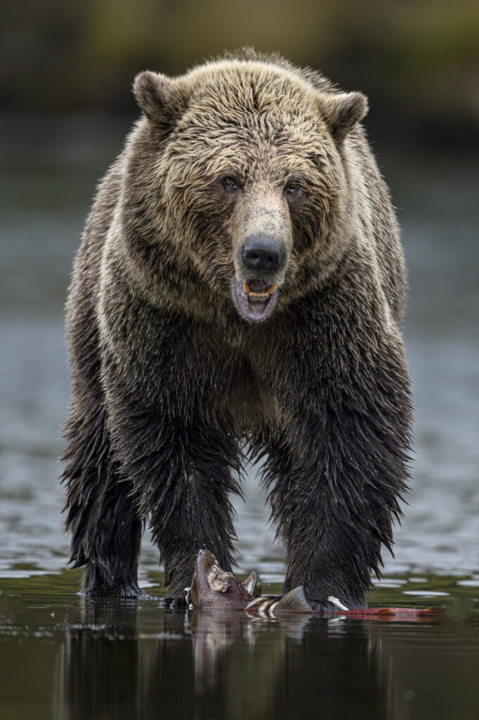 A grizzly in the Chilkotin River in British Columbia