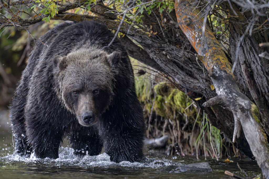 A grizzly in the Chilkotin River in British Columbia