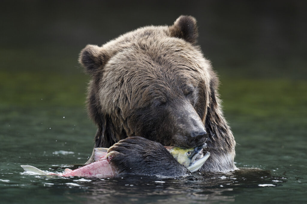A grizzly in the Chilkotin River in British Columbia