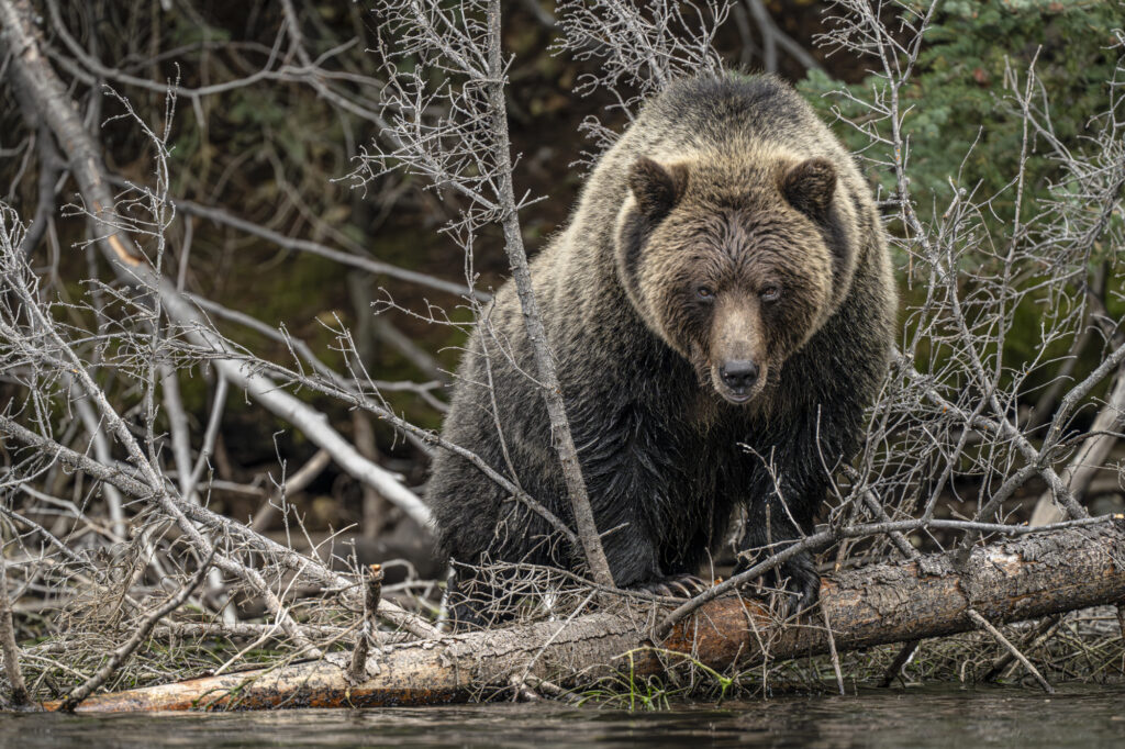 A grizzly in the Chilkotin River in British Columbia