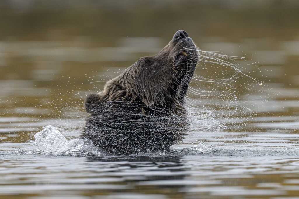 A grizzly bear shakes off water in the Chilkotin River in British Columbia