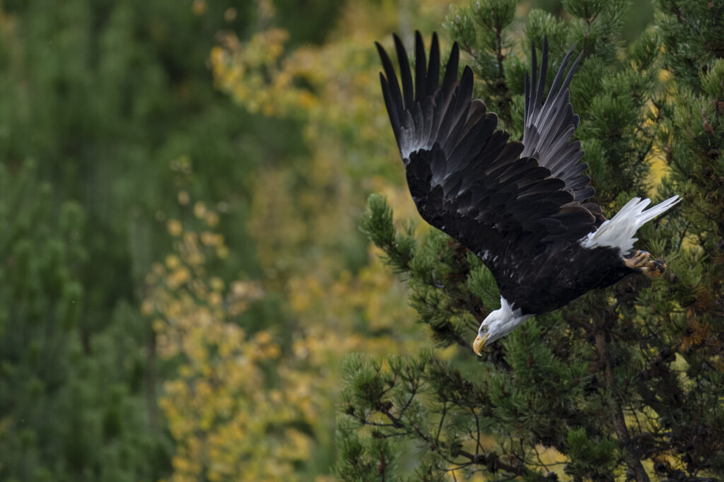 A bald eagle in the Chilkotin River in British Columbia