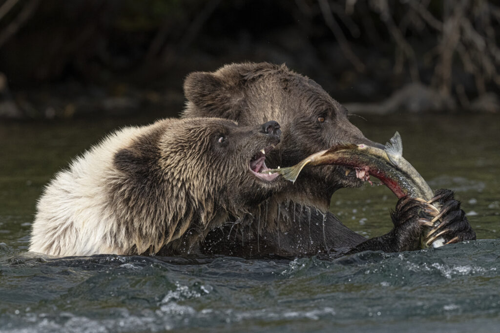 A grizzly and cub fish for sockeye salmon in the Chilkotin River in British Columbia