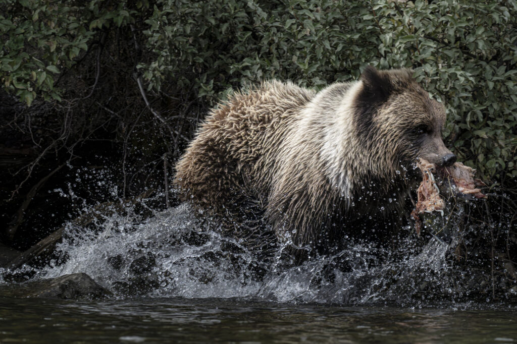A grizzly in the Chilkotin River in British Columbia