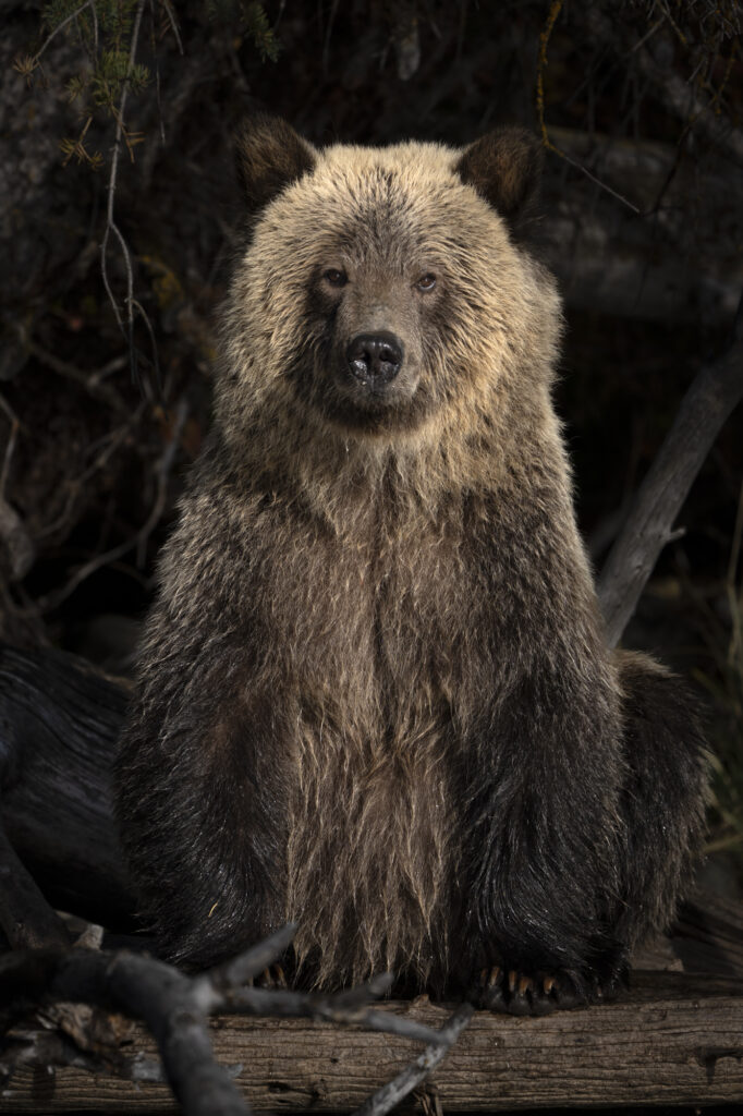 A grizzly in the Chilkotin River in British Columbia