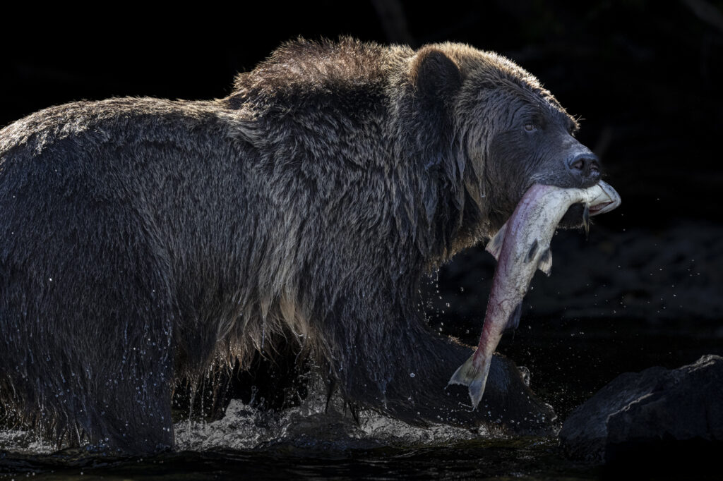 A grizzly in the Chilkotin River in British Columbia