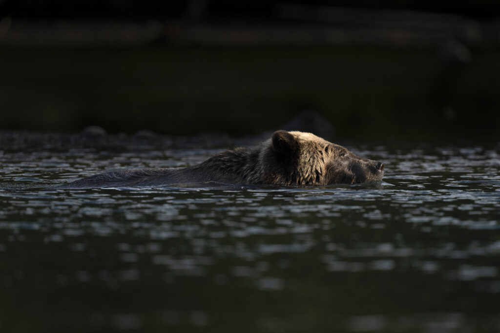 A grizzly in the Chilkotin River in British Columbia