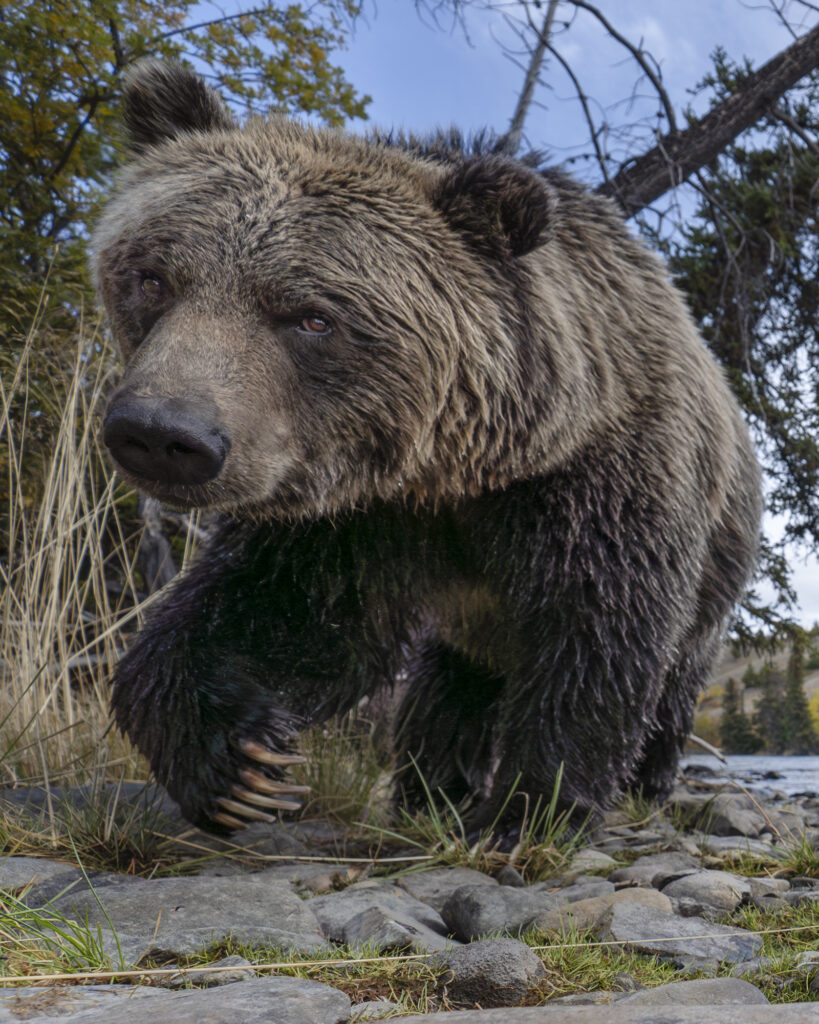 A closeup of a grizzly next to the Chilkotin River in British Columbia