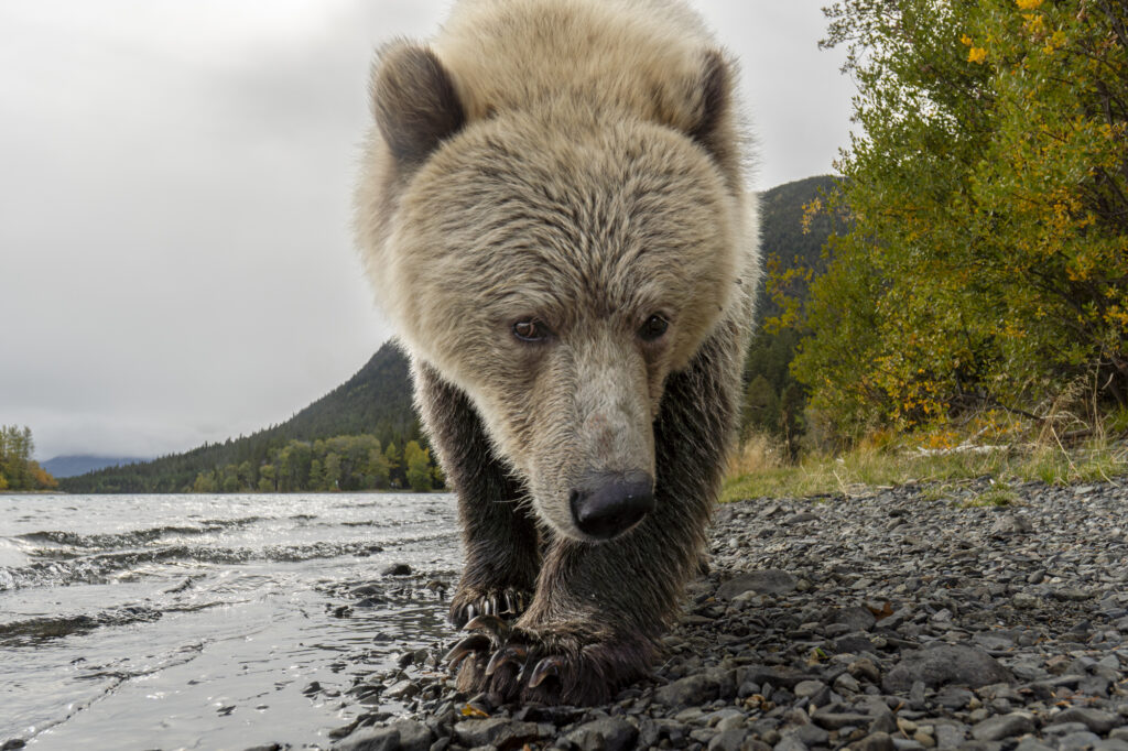 A closeup of a grizzly next to the Chilkotin River in British Columbia