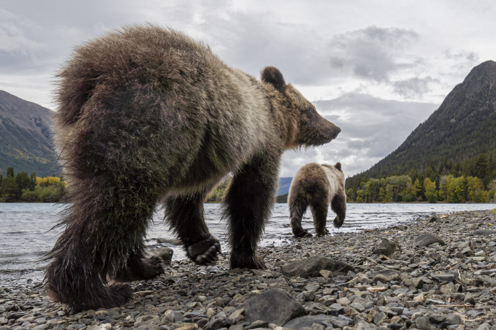 A closeup of a grizzly next to the Chilkotin River in British Columbia