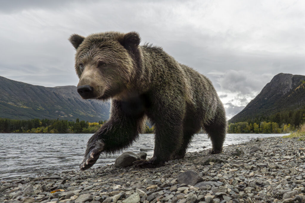 A closeup of a grizzly next to the Chilkotin River in British Columbia