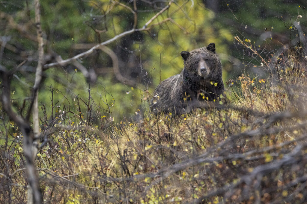 A female grizzly bear during light rain near Chilko Lake in Chilkotin, British Columbia