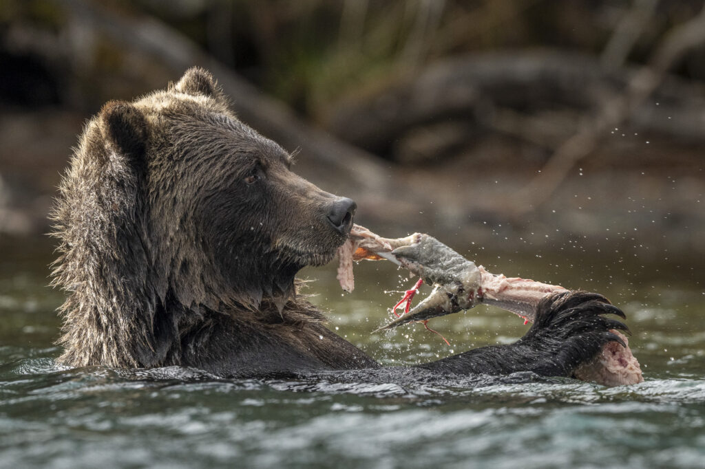 An adult bear cub feeds on a sockeye salmon in a the Chilkotin River in British Columbia