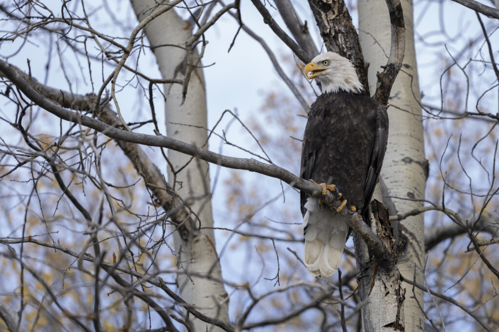 A bald eagle sits in a tree near Chilko Lake in Chilkotin, British Columbia