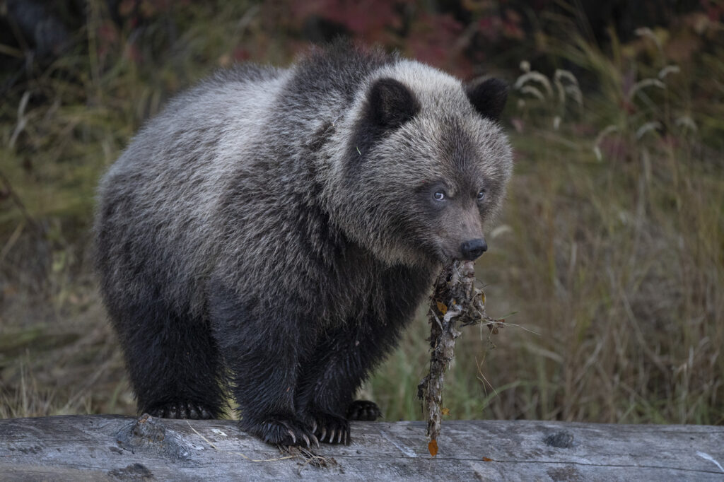 A grizzly bear cub feeds on a dead salmon near Chilko Lake in Chilkotin, British Columbia