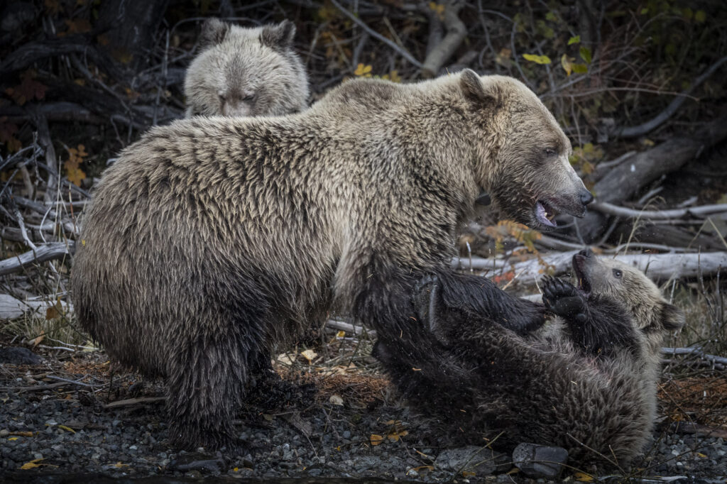 A young grizzly bear mother play with her cubs near Chilko Lake in Chilkotin, British Columbia