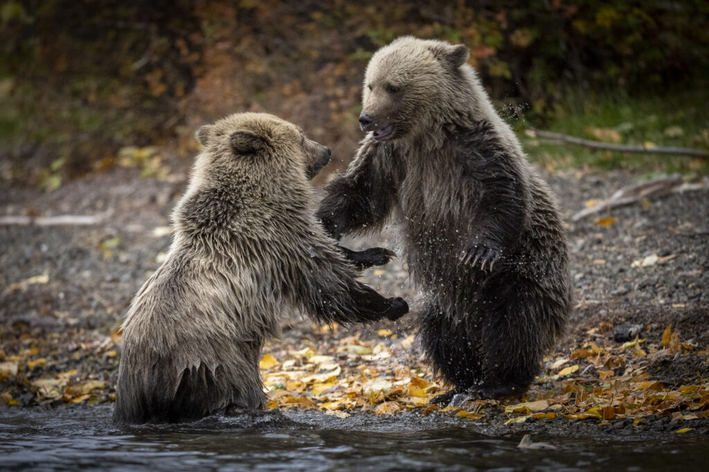 Two young grizzly cubs play near Chilko Lake in Chilkotin, British Columbia