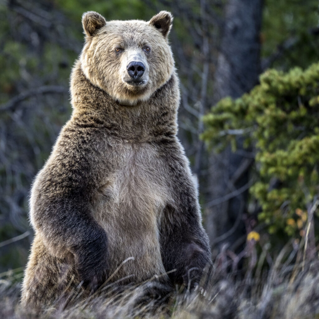A female adult grizzly bear stands to get a better view near Chilko Lake in Chilkotin, British Columbia