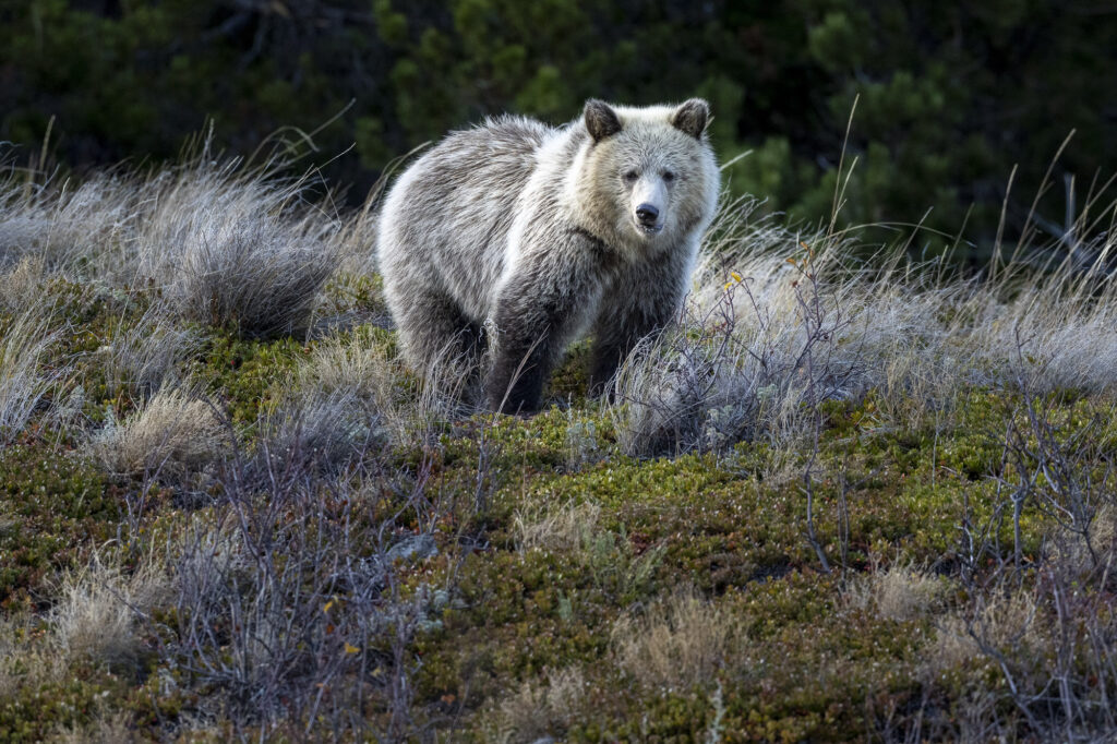 A grizzly bear cub walks among grasses near Chilko Lake in Chilkotin, British Columbia
