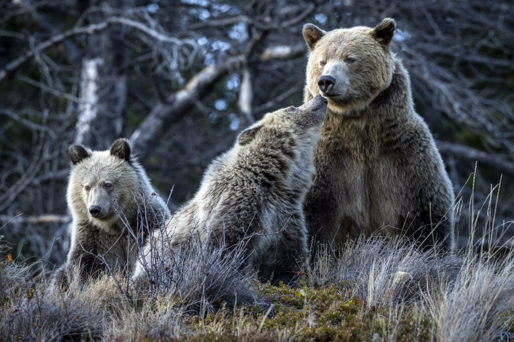 A grizzly bear cub nuzzles it's mother near Chilko Lake in Chilkotin, British Columbia
