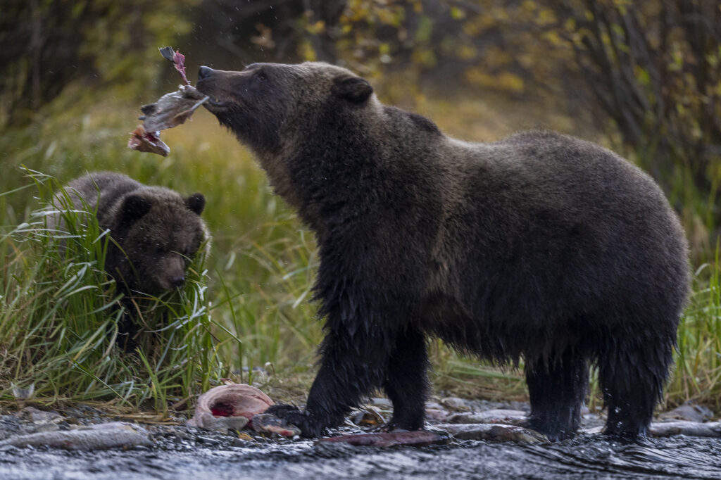 A mother grizzly bear feeds on a sockeye salmon while it's cub looks on near Chilko Lake in Chilkotin, British Columbia