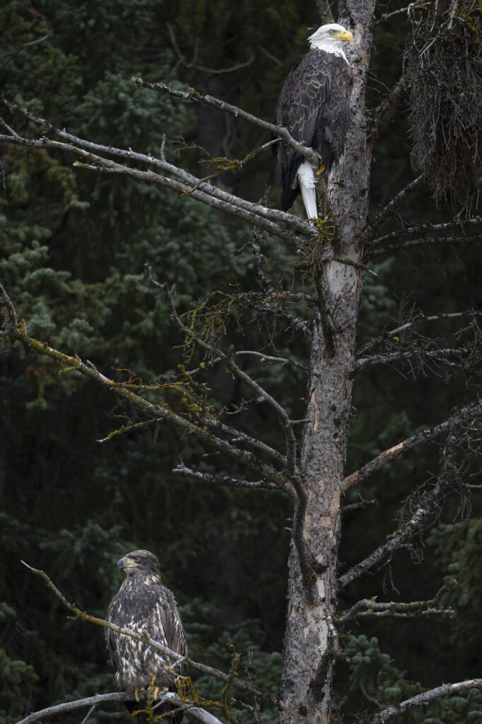 A male and female bald eagle perch in a tree near Chilko Lake in Chilkotin, British Columbia