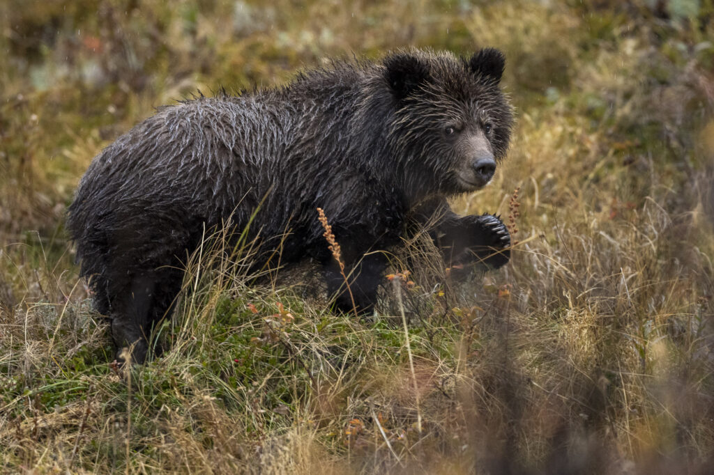 A grizzly bear cub walks through the grass near Chilko Lake in Chilkotin, British Columbia
