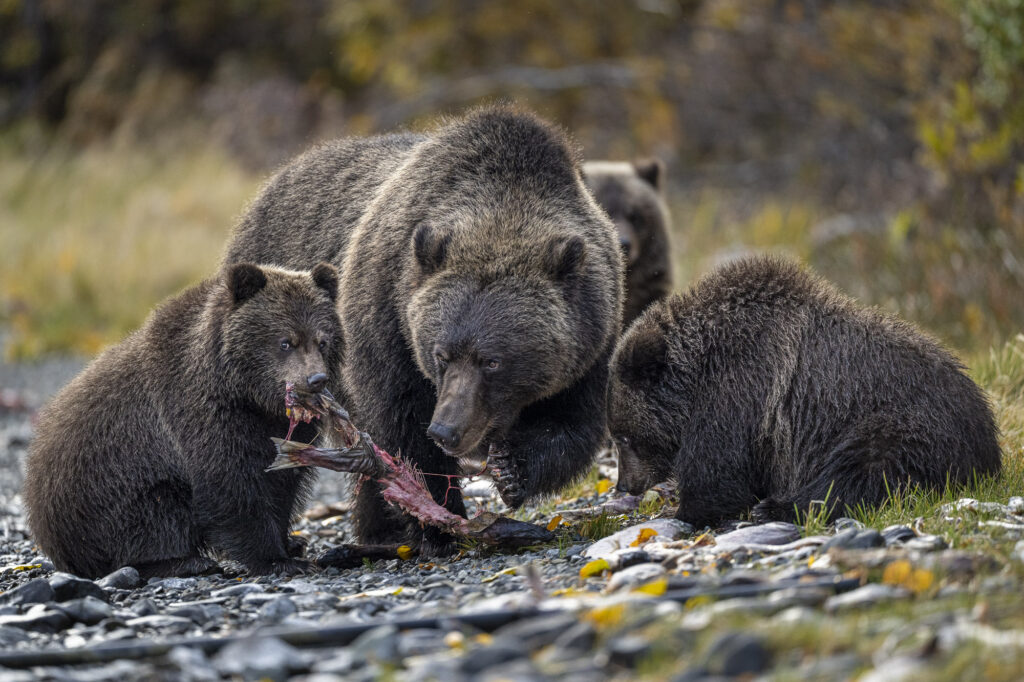 A femaie grizzly bear and ger three cubs feed on sockeey salmon near Chilko Lake in Chilkotin, British Columbia