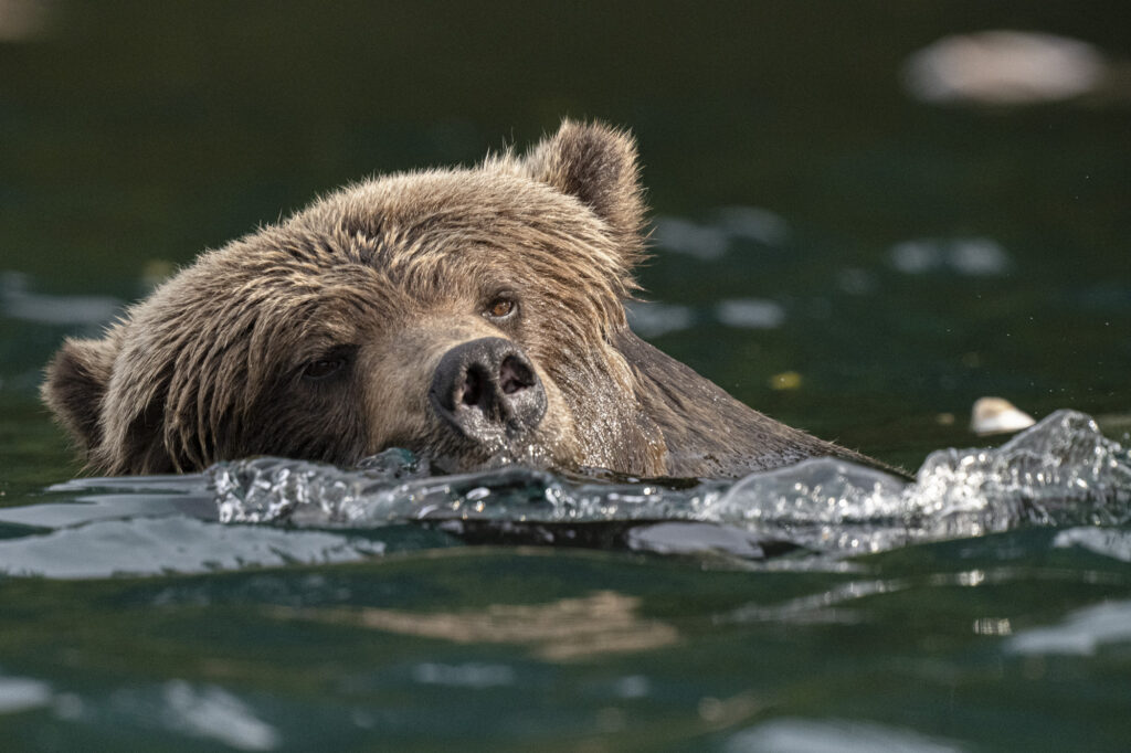 A male grizzly bear swims in the Chilkotin River in British Columbia