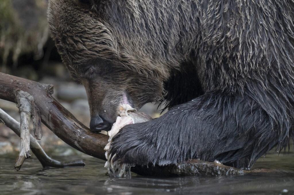 A grizzly bear feeds on sockeye salmon in the Chilkotin River in British Columbia