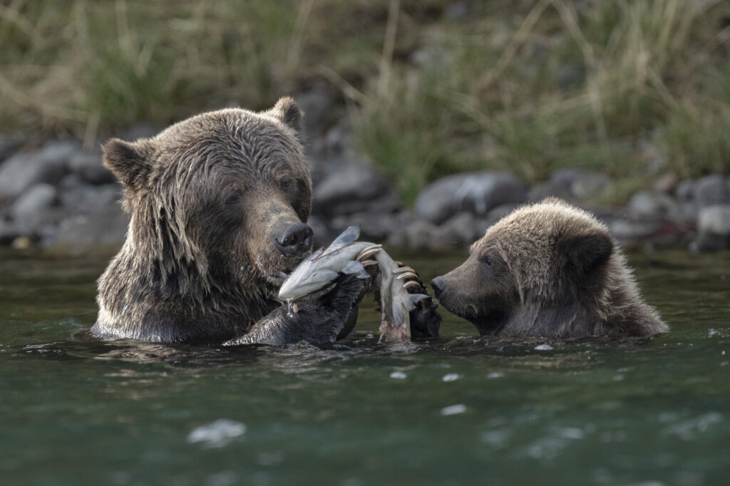 A grizzly bear and her cub feed on sockeye salmom in the Chilkotin River in British Columbia