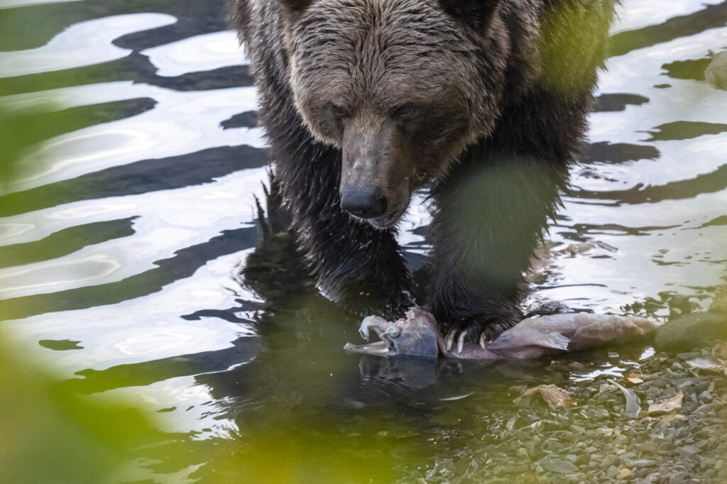 A grizzly bear feeds on sockeye salmon in the Chilkotin River in British Columbia