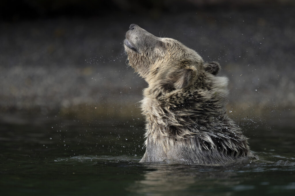 A grizzly bear shakes off water in the Chilkotin River in British Columbia