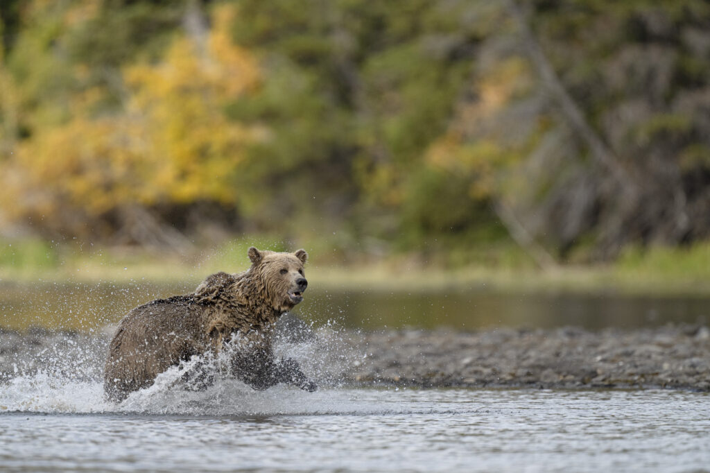 A young grizzly bear runs through the Chilkotin River in fall in British Columbia