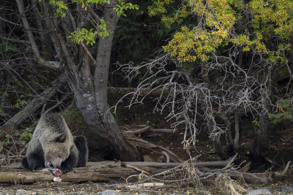 A grizzly bear feeds on sockeye salmon near the Chilkotin River in British Columbia