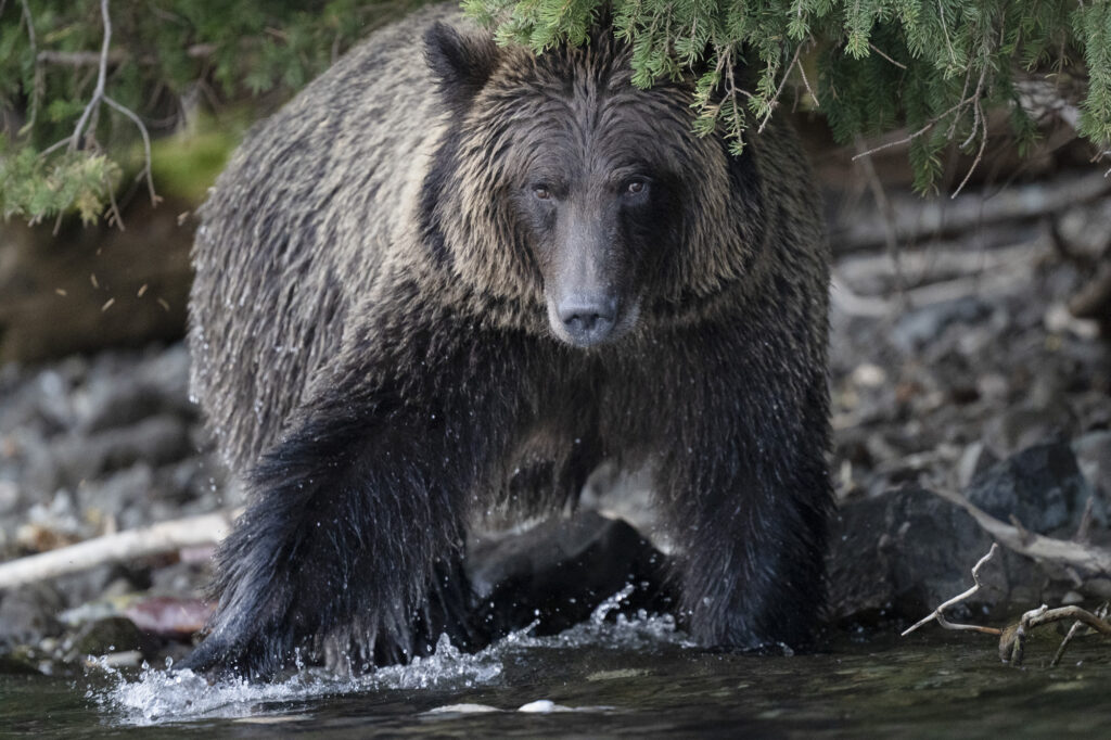 A grizzly bear walks along the bank of the Chilkotin River in British Columbia