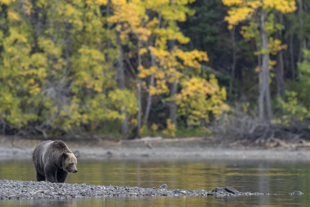A grizzly bear walks along the bank of the Chilkotin River during fall in British Columbia