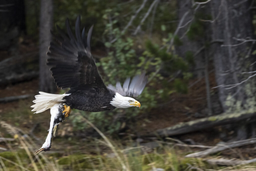 A bald eagle flys with a dead bird near Chilko Lake in Chilkotin, British Columbia