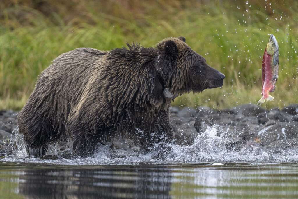 A grizzly bear tossed a sockeye salmon in the air in the Chilkotin River in British Columbia