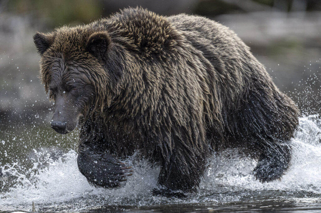 A grizzly bear runs through the Chilkotin River in British Columbia