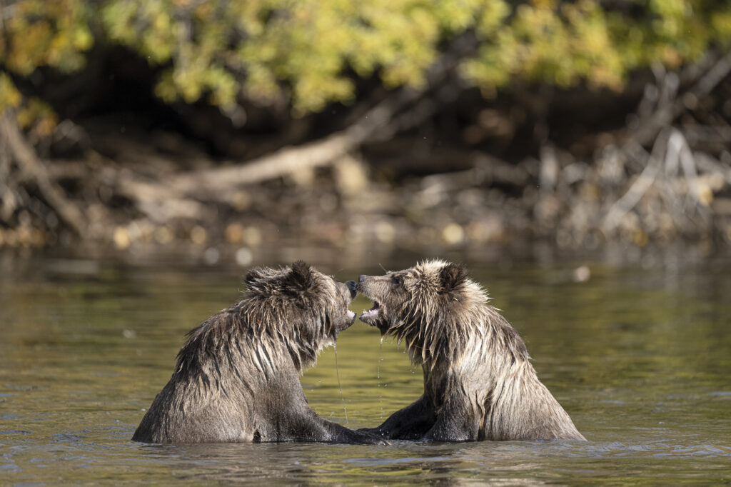 Two grizzly bear cubs play in the Chilkotin River in British Columbia in fall.