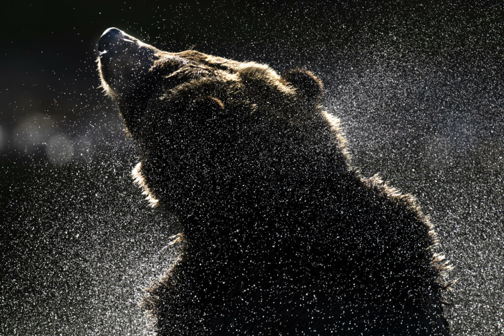 A grizzly bear shakes off water in the Chilkotin River in British Columbia