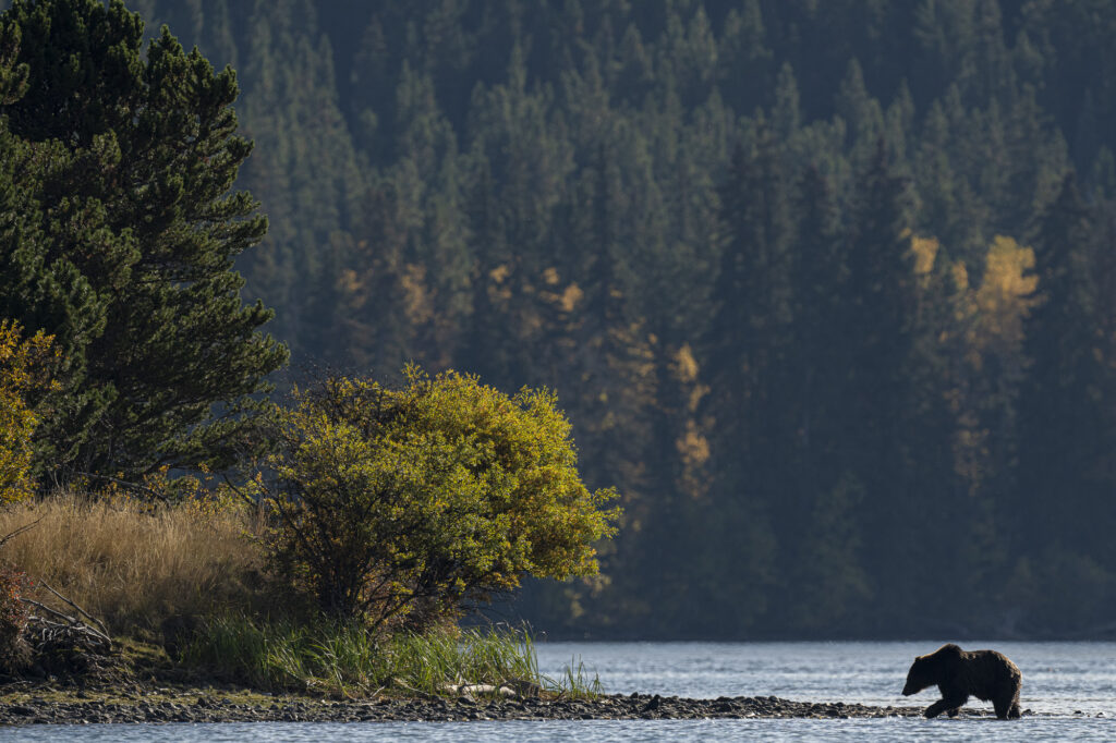 A grizzly bear walks along the bank of the Chilkotin River during fall in British Columbia
