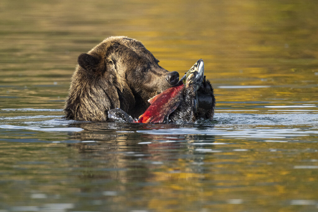 A grizzly bear feeds on a sockeye salmon in the Chilkotin River during fall in British Columbia