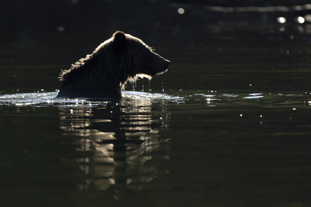 A grizzly bear is backlit by the later adternoon sun in the Chilkotin River during fall in British Columbia