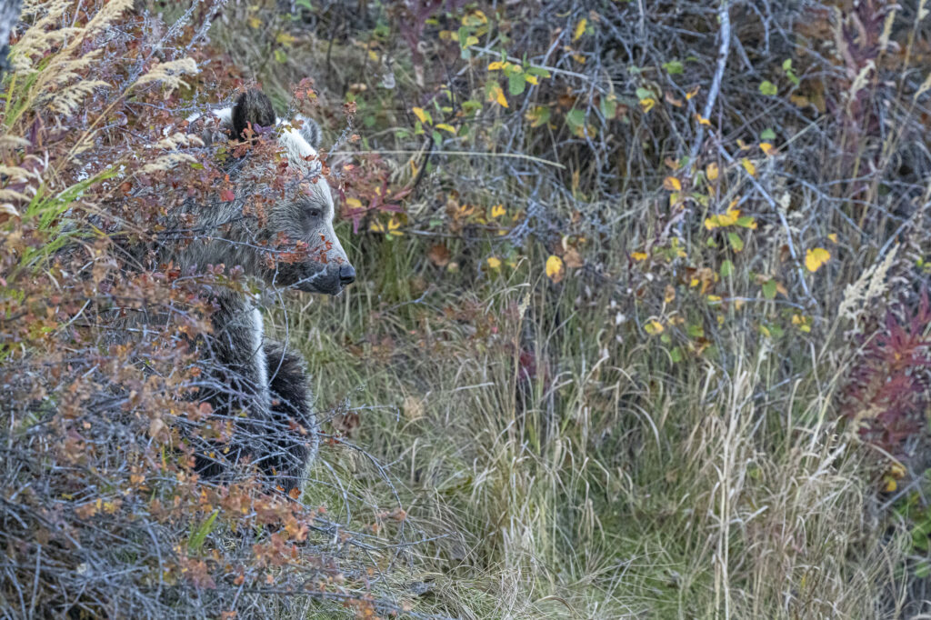 A grizzly bear cub sits on the bank of the Chilkotin River in British Columbia during fall.